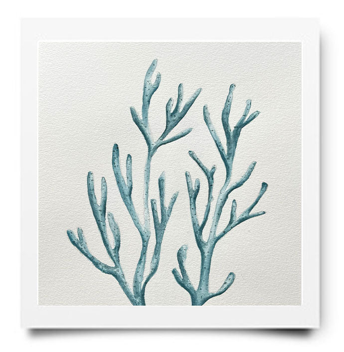WEBSHOP: AQUAREL PAKKET ZEEWIER