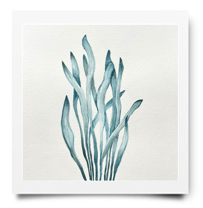 WEBSHOP: AQUAREL PAKKET ZEEWIER